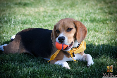 Del Sur CSC Dog Club 02-25-2012